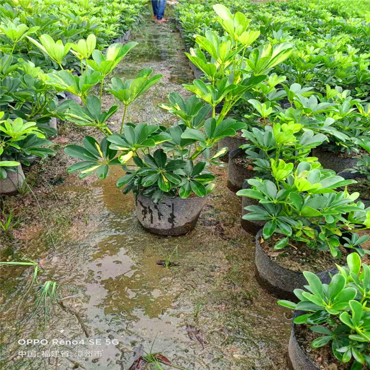 漳州市劍輝苗木有限公司直供批發各式各款喬木,灌木,棕櫚,地被等苗木