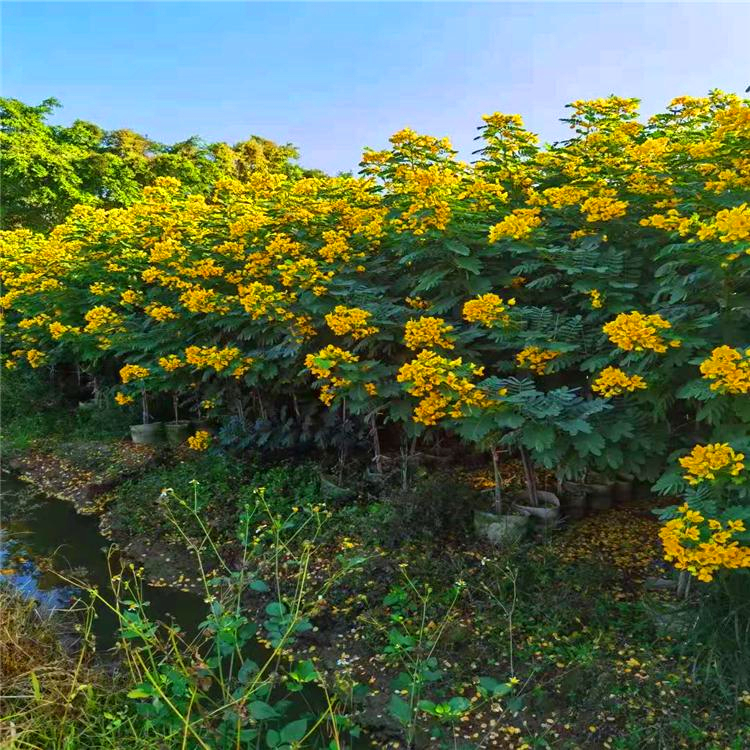 黄花槐批发河南黄花槐小苗袋苗道路园林绿化苗木