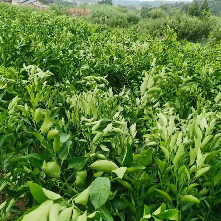 春见柑橘种植方法视频讲解(春见柑橘种植方法视频讲解大全)