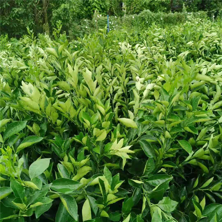 丑柑苗价格 丑八怪柑橘苗基地 凸顶柑丑橘苗
