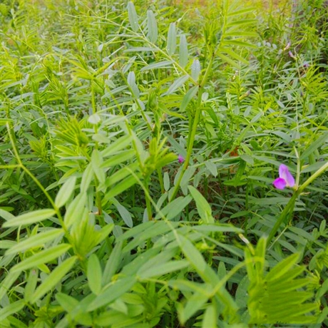 箭舌豌豆绿肥箭舌豌豆种子批发厂家直供