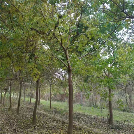 18公分乌桕18公分乌桕树基地