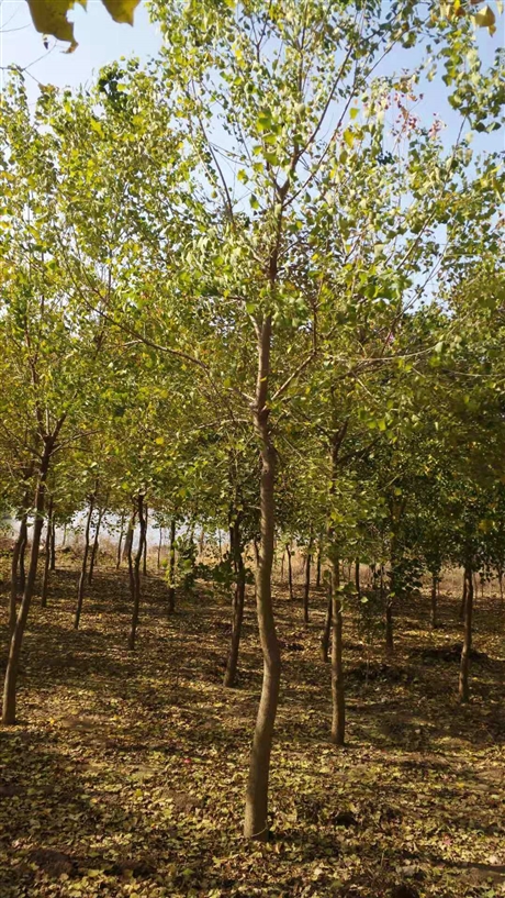 18公分乌桕18公分乌桕树基地