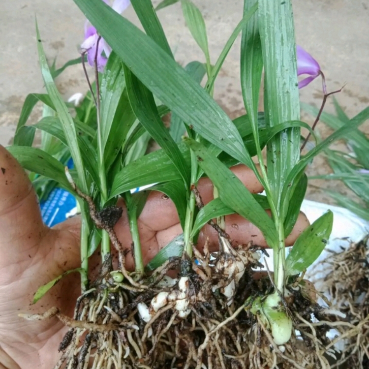 供应白芨苗紫花白芨苗白芨苗基地生报价