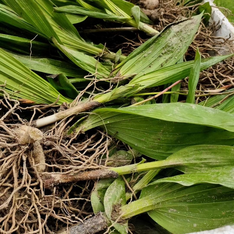 白及苗 白及苗價格 供應白芨苗 露天馴化白芨苗