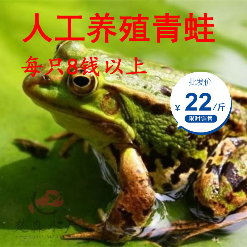 2021年8月人工養殖青蛙/鮮活青蛙/田雞/稻田蛙每只8錢以上鮮活青蛙批發22元每斤30斤起售