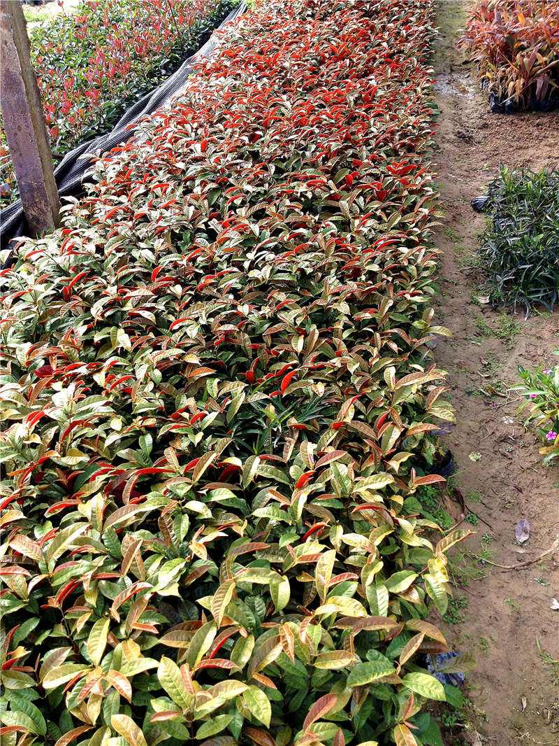 基地直供红背桂广西红背桂价格青紫红紫均有品种规格齐全