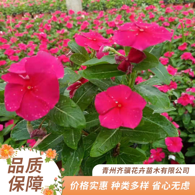 批发天天开小苗天天开盆栽报价长春花直供