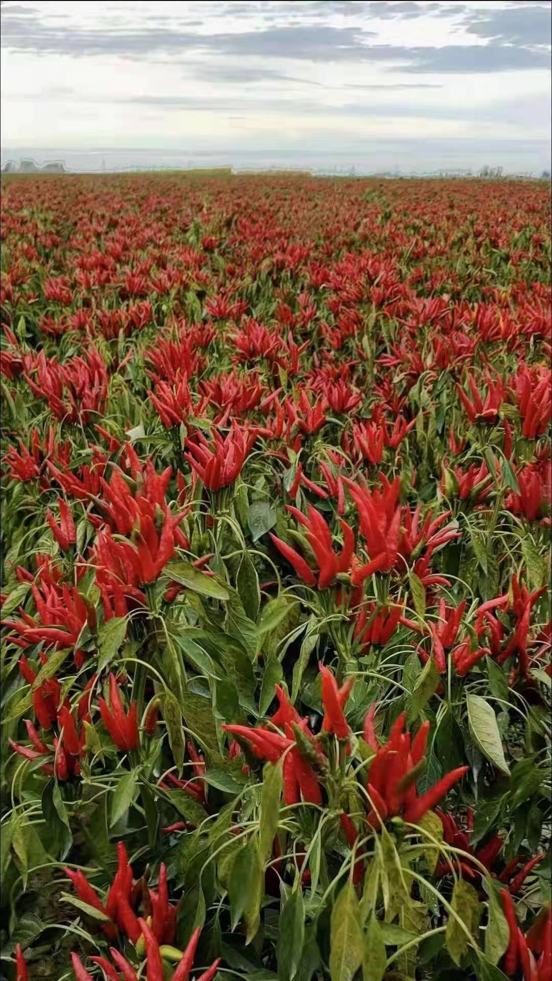 朝天椒苗 艳红朝天椒苗 单生朝天椒苗