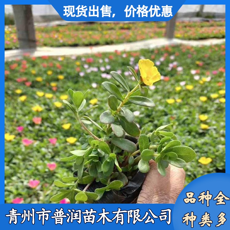 山東太陽花供應商種植太陽花苗子太陽花行情