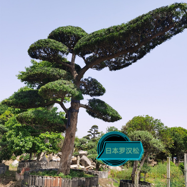 进口日本罗汉松
