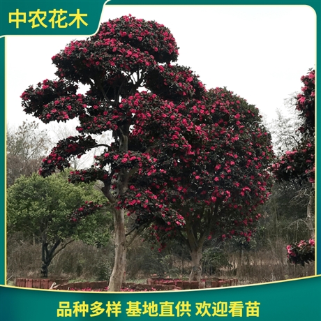 日本进口茶梅造型茶梅树品种齐全