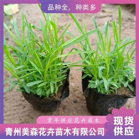 大量供應薰衣草美森薰衣草小苗薰衣草價格