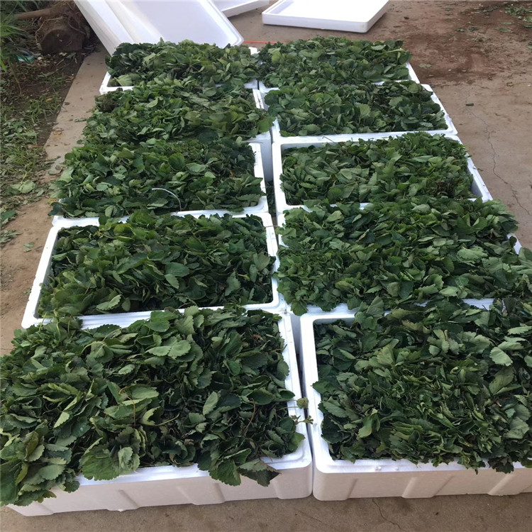 启晟农业牛奶草莓苗黑珍珠草莓苗规格齐全