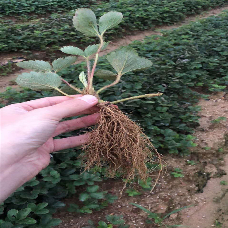 启晟农业红颜草莓苗越秀草莓苗厂家直供