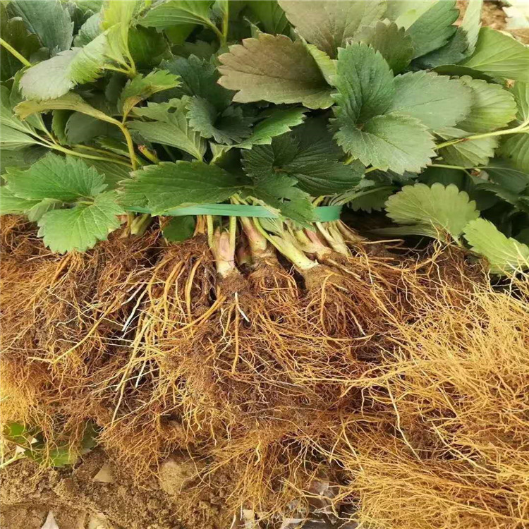 启晟农业 贵妃草莓苗 莓苗庭院种植 厂家直供