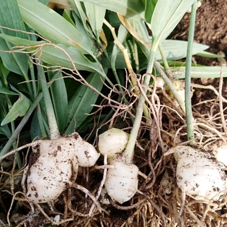 供应黄精苗姜形多花甜黄精药典品种基地直供包技术包回收