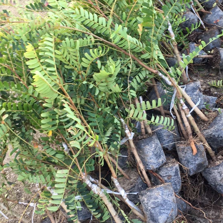 供应油甘果苗批发余甘果苗又名牛甘果