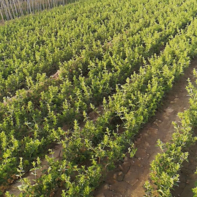 供应金银花苗金银花培育基地金银花苗金银花苗批发