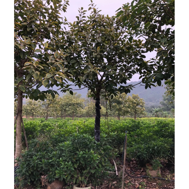 富貴榕花葉高山榕