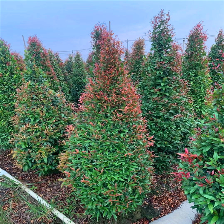 漳州市军山园林绿化工程有限公司 产品展厅 >红车柱