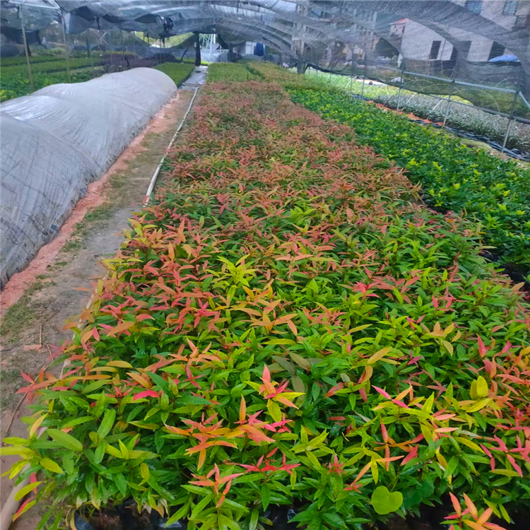 红车苗种植厂家 河北红车假植苗 观叶植物大量供应