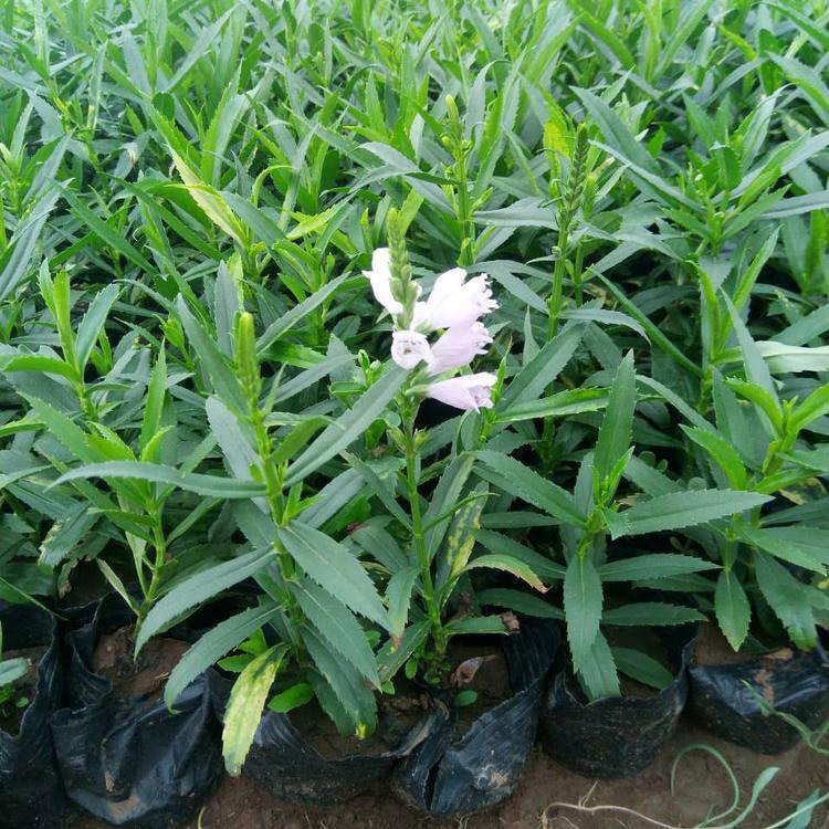 时令草花假龙头批发假龙头苗假龙头供货商