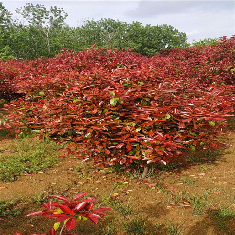 大量出售紅葉石楠 湖北常綠灌木紅葉石楠 此信息長期有效