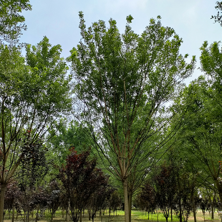 19公分国槐行道树 绿化金枝国槐基地批发
