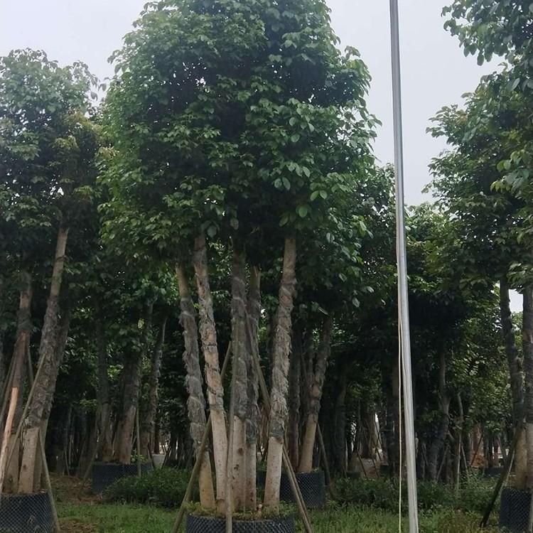 多杆秋枫丛生秋枫移植苗重阳木漳州秋枫基地批发欢迎来电咨询