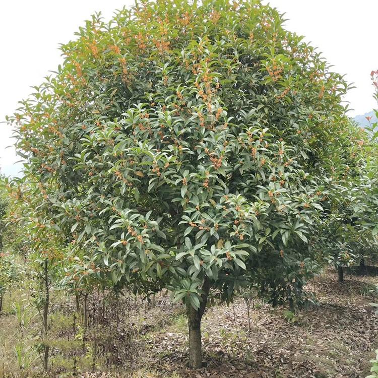 批发大桂花树金桂花树丹桂八月桂花价格品种齐全