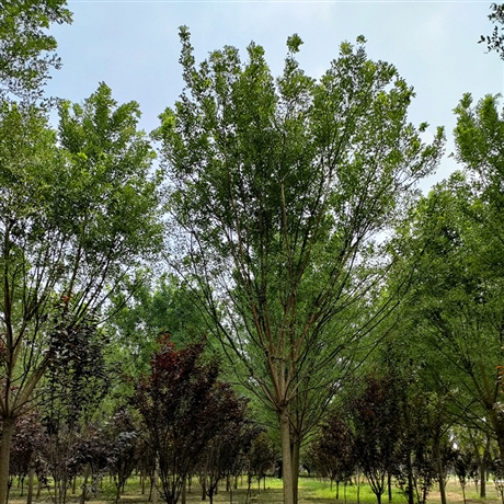 小区绿化金枝国槐园林造型国槐吸滞烟尘能力强