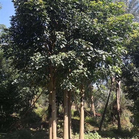 多杆秋枫丛生秋枫移植苗重阳木漳州秋枫基地批发欢迎来电咨询