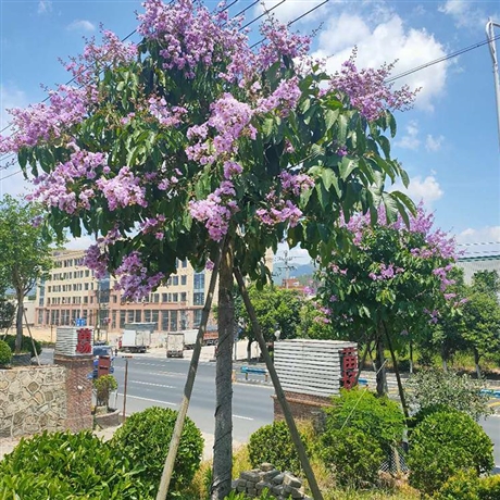 大叶紫薇批发大花紫薇价格供应园林绿化苗木行道树