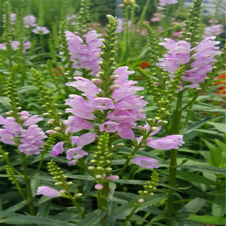 好苗接受预定 假龙头袋苗 假龙头价格 播种繁殖