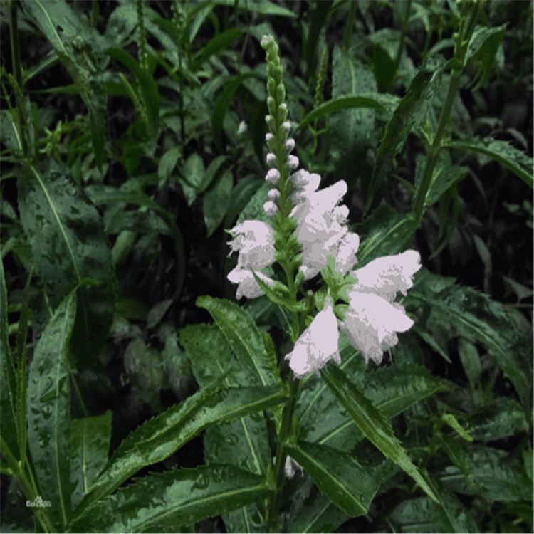 好苗接受预定 假龙头草花 虎尾花 夏秋花植物