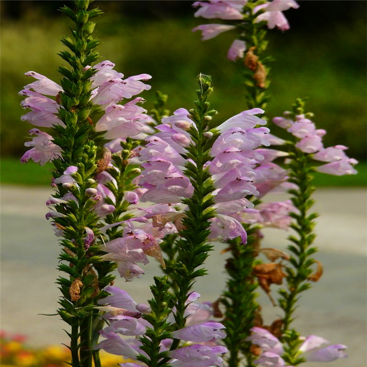 厂家花卉推荐 假龙头草花 随意草苗 销售厂家电话