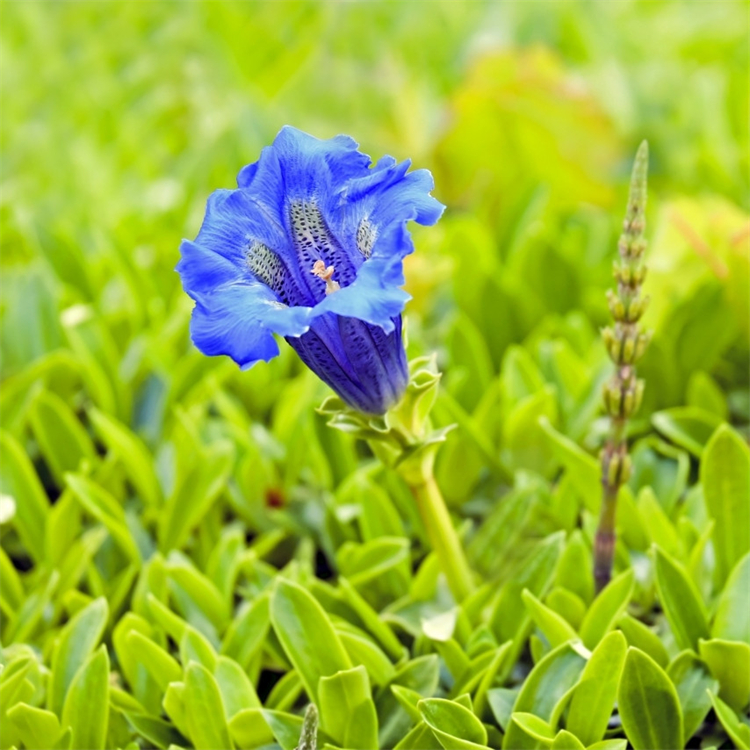 龙胆花小区庭院观赏绿植 库存充足 价格优惠 欢迎选购