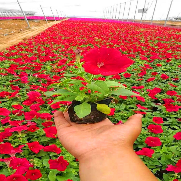 牵牛花种植批发福建四季草花牵牛花