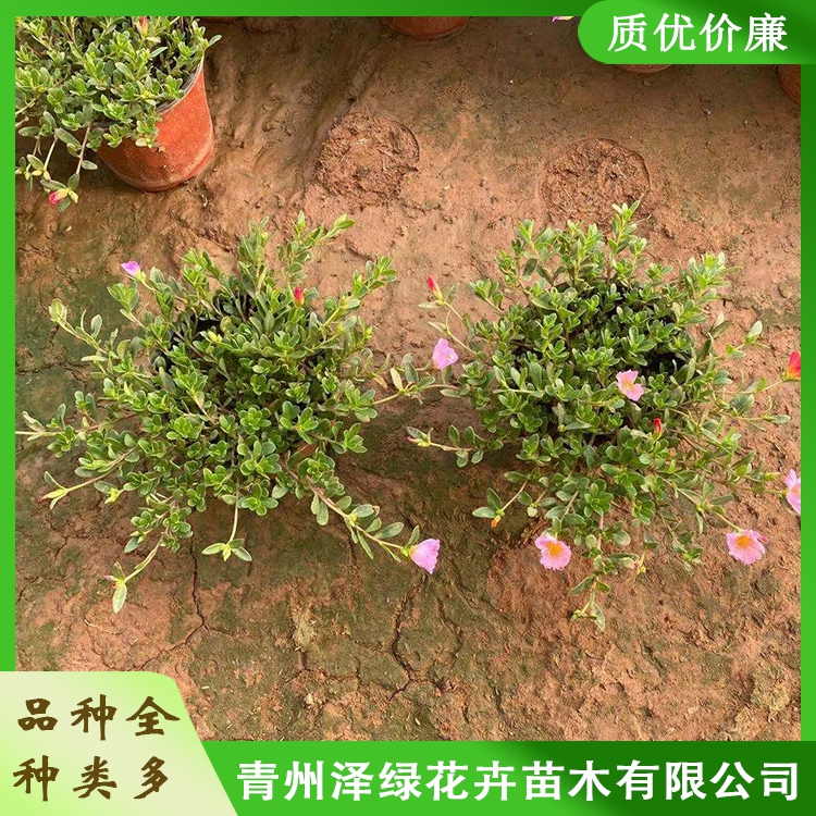 太陽花澤綠太陽花小苗種植太陽花供貨商量大價優