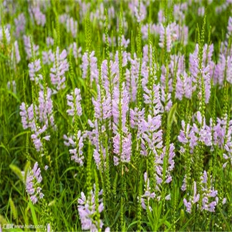 工程草花 假龙头 囊萼花 可全国配送