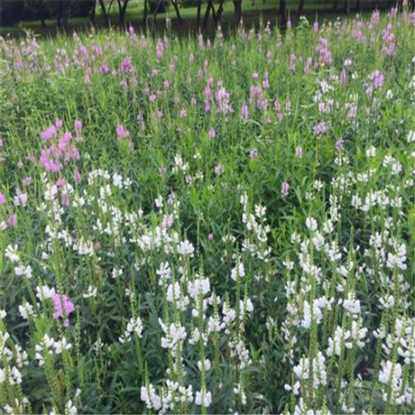 向亮园林 假龙头草花 宿根花卉假龙头 耐寒耐旱耐肥