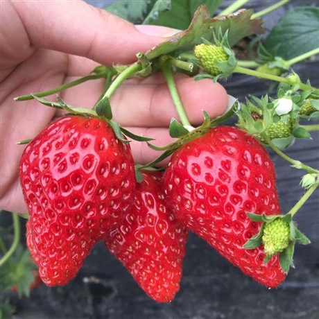甜查理草莓苗品種   草莓苗基地批發(fā) 3公分草莓苗