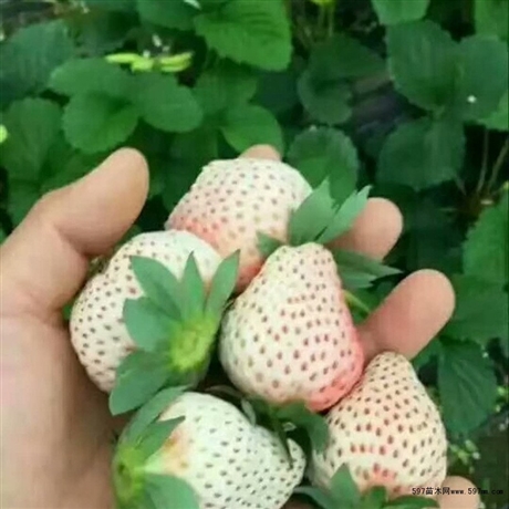 桃熏草莓苗品種   草莓苗基地批發(fā)  2公分草莓苗