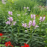 好苗接受预定 假龙头杯苗 一品香 性价比高