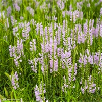 工程草花 假龙头 囊萼花 可全国配送