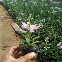 北京 假龙头杯苗 假龙头花苗供应 山东时令草花