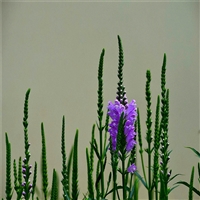 工程草花 随意草 囊萼花 点击查看