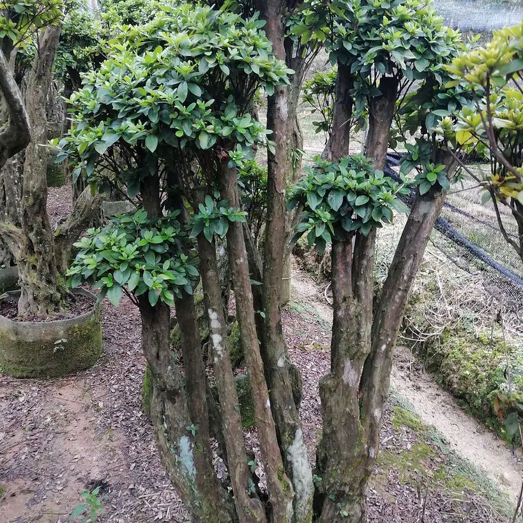 杜鹃种植基地映山红杜鹃桩杜鹃古桩供应杜鹃树桩批发