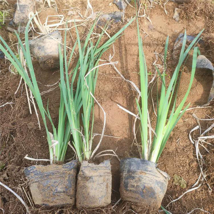 长期供应马兰花小苗潍高马兰花供应商量大优惠